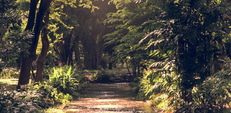 Stadtnaturführung – Wildkräuterspaziergang 22. August