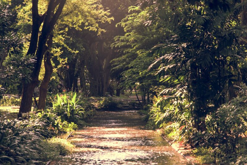 Stadtnaturführung – Wildkräuterspaziergang 22. August