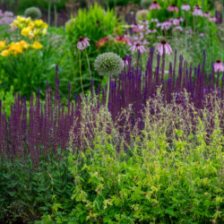 Stadtnaturführung – Berliner Pflanzen erzählen Berliner Geschichte 5. September