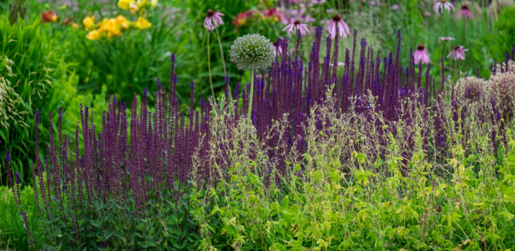 Stadtnaturführung – Berliner Pflanzen erzählen Berliner Geschichte 5. September