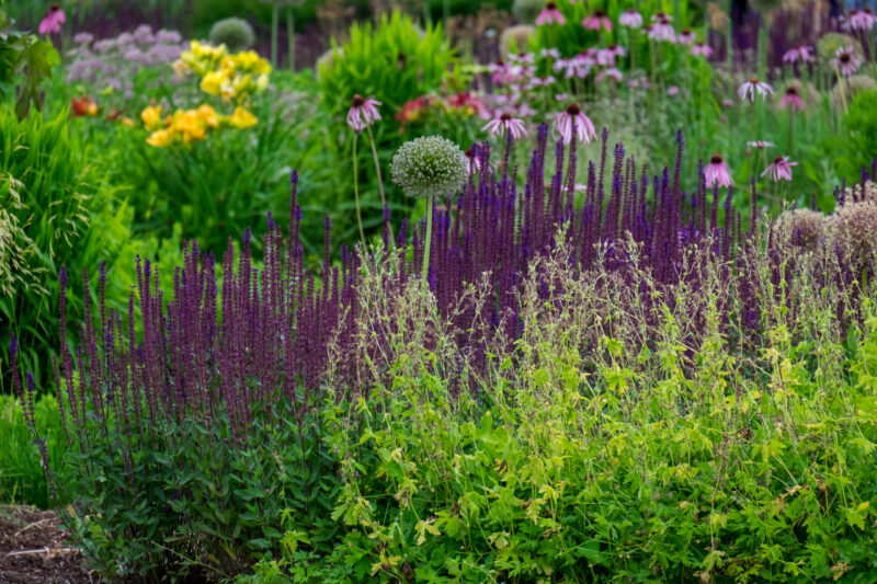 Stadtnaturführung – Berliner Pflanzen erzählen Berliner Geschichte 5. September