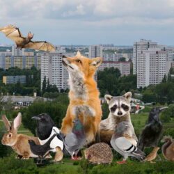 Stadtnaturführung – Großstadtsafari 18. April